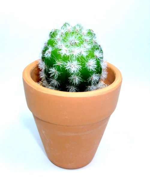 Flower & Stamen etc. | Cactus 