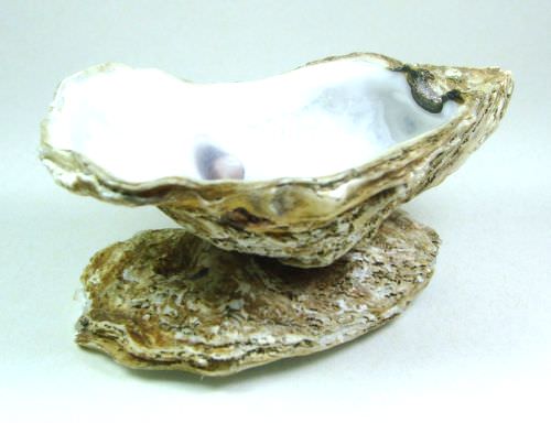 Ceramic, Shell & Stone | Oyster Shell
